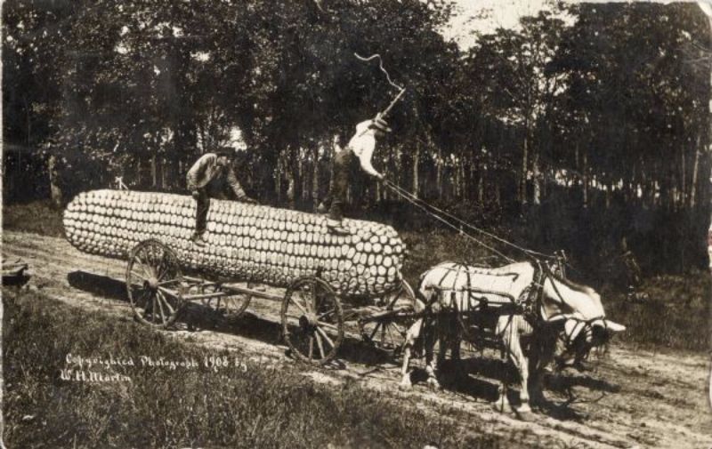 Vintage Photos Exaggeration Postcards