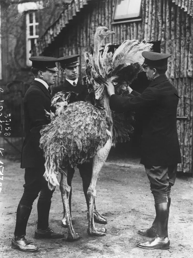 Old Photos of Animals and People from Bygone Times