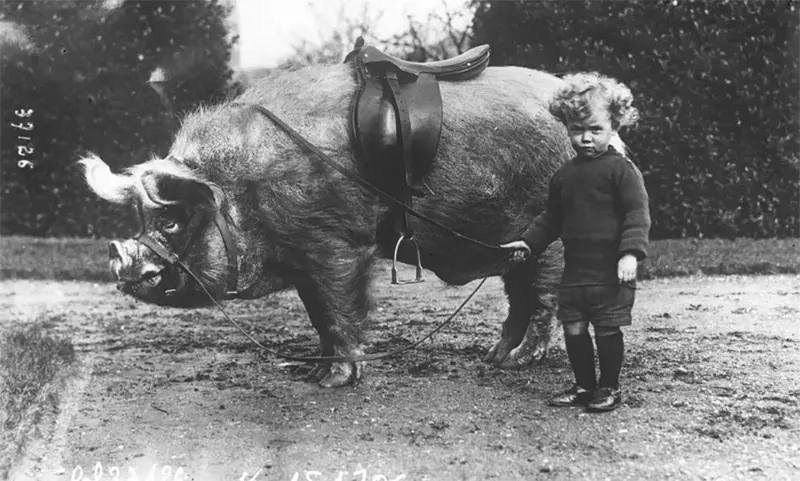 Old Photos of Animals and People from Bygone Times