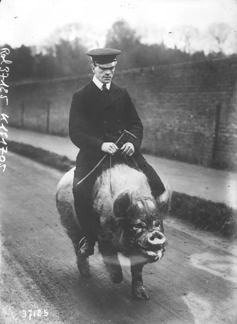 Old Photos of Animals and People from Bygone Times