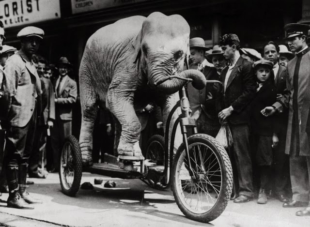 Old Photos of Animals and People from Bygone Times