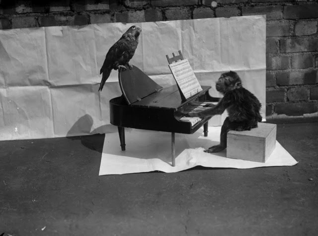 Old Photos of Animals and People from Bygone Times