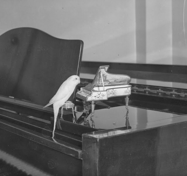 Old Photos of Animals and People from Bygone Times