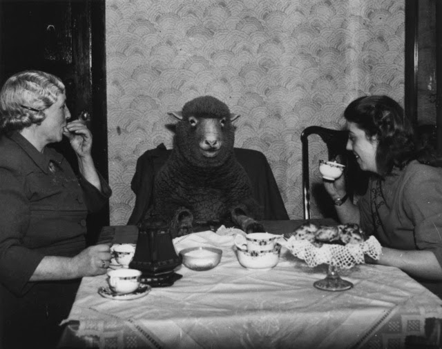 Old Photos of Animals and People from Bygone Times