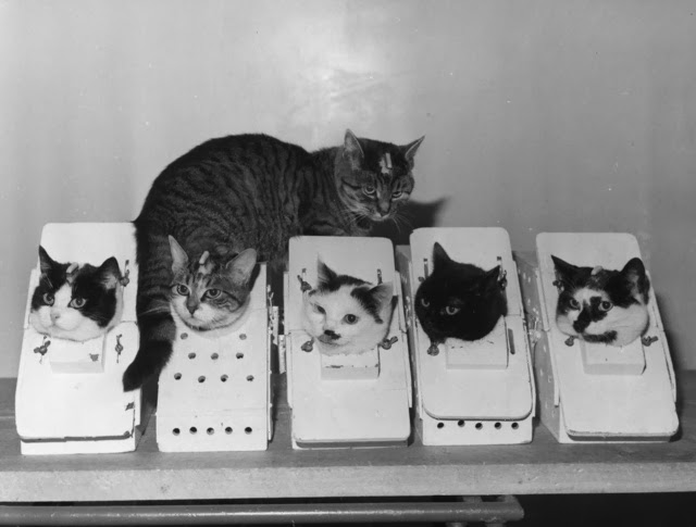 Old Photos of Animals and People from Bygone Times