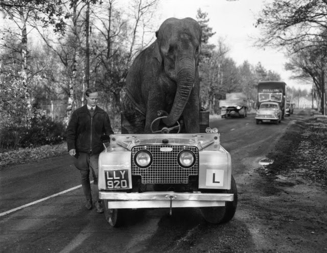 Old Photos of Animals and People from Bygone Times