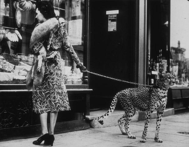 Old Photos of Animals and People from Bygone Times
