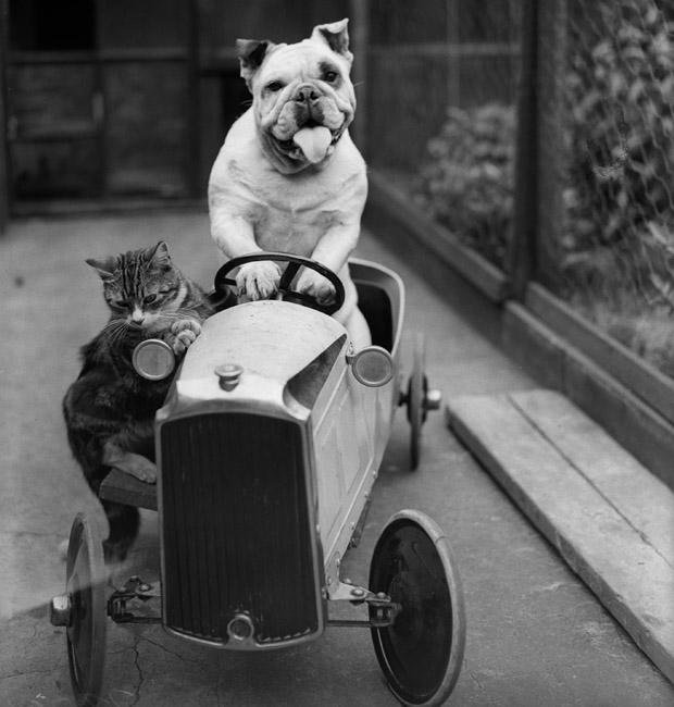 Old Photos of Animals and People from Bygone Times