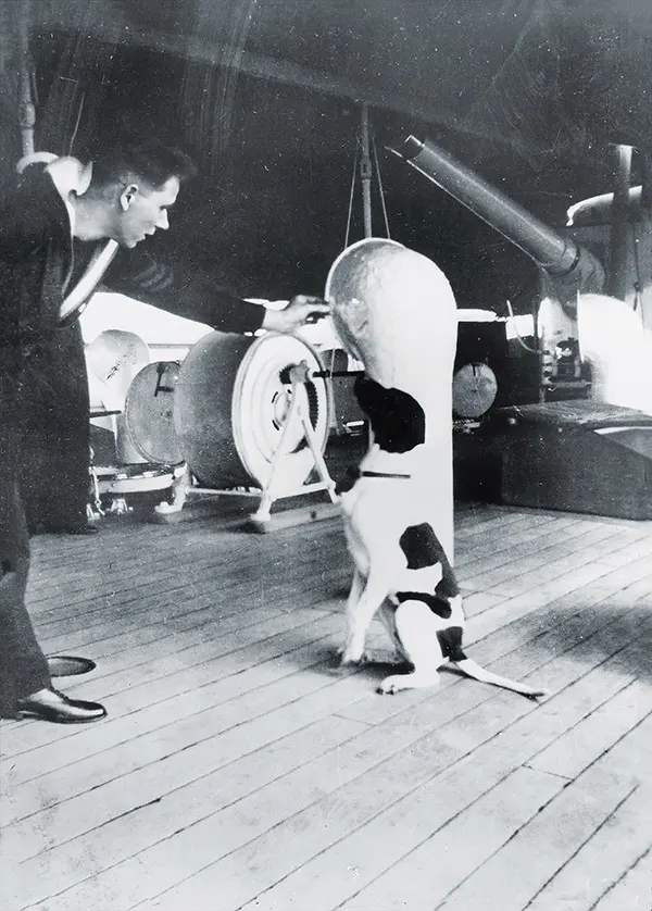 Judy: The Loyal Dog That Became Prisoner of War