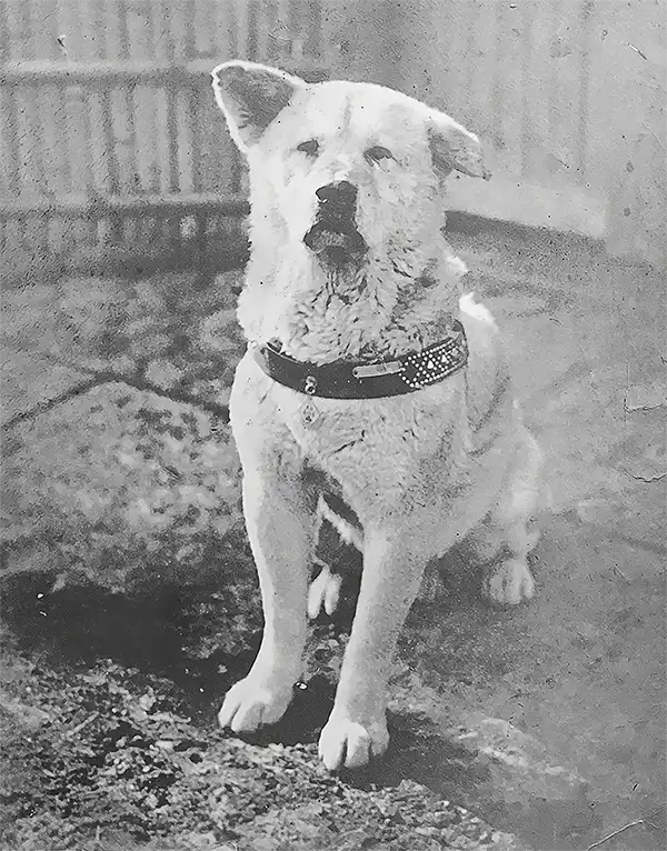 Hachiko Dog Photos