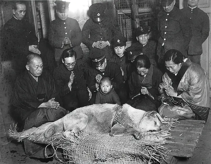 Hachiko Dog Photos