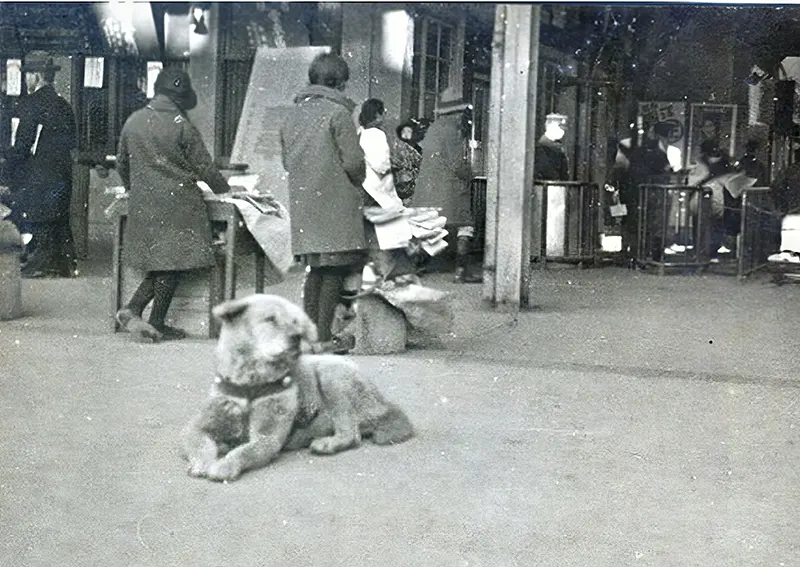 Hachiko Dog Photos