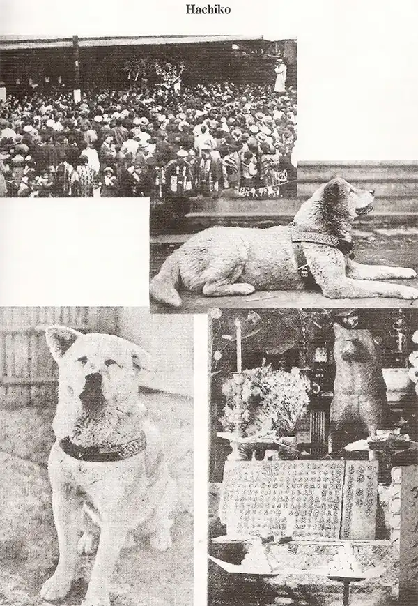 Hachiko Dog Photos