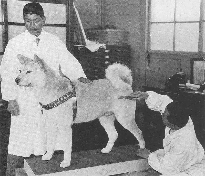 Hachiko Dog Photos
