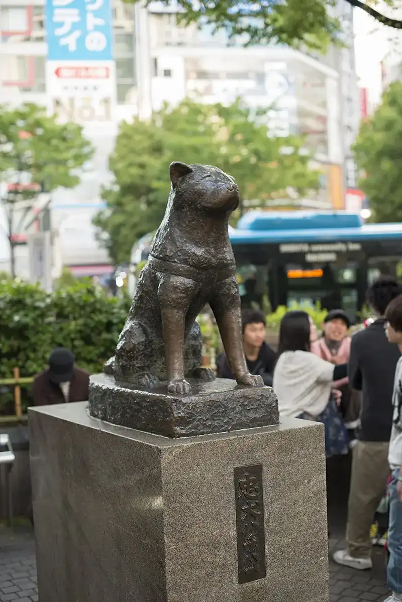 Hachiko Dog Photos