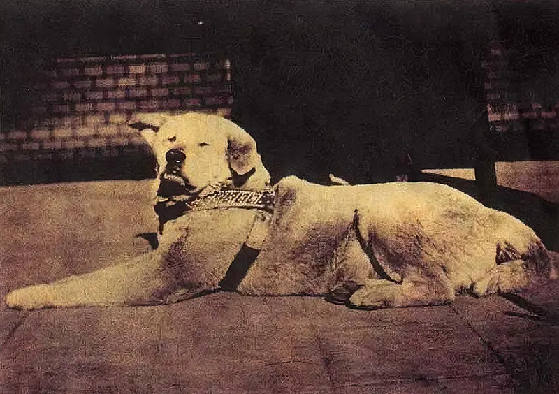 Hachiko Dog Photos