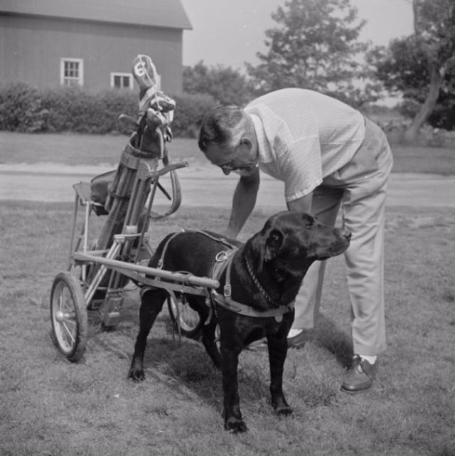 Vintage Photos of People with their pets