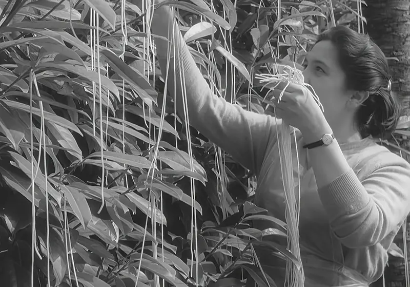 The Spaghetti Tree Hoax Photos