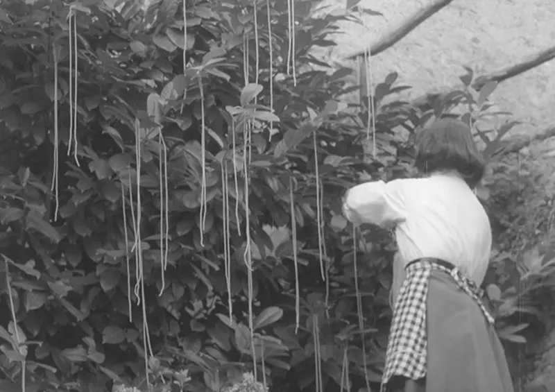 The Spaghetti Tree Hoax Photos