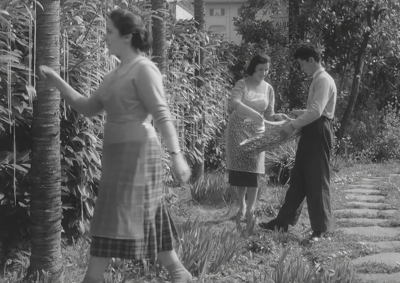 The Spaghetti Tree Hoax Photos