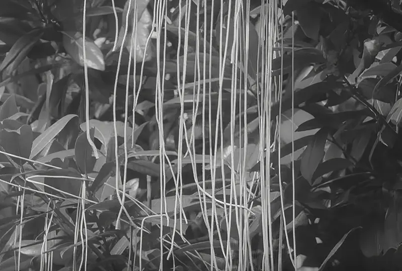 The Spaghetti Tree Hoax Photos