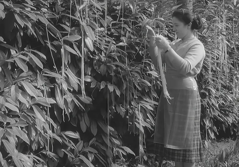 The Spaghetti Tree Hoax Photos