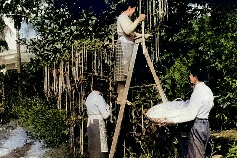 The Spaghetti Tree Hoax Photos