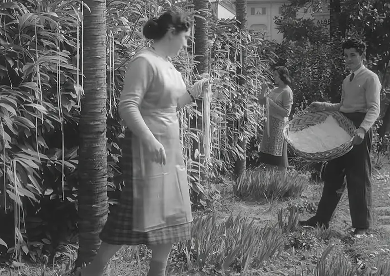 The Spaghetti Tree Hoax Photos