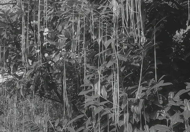 The Spaghetti Tree Hoax Photos