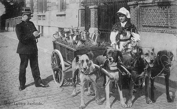 Vintage Photos from the Time When Milk Delivery Was Done by Dog-Drawn Carts