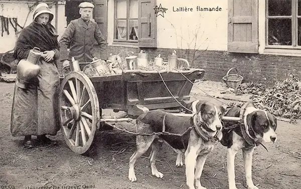 Vintage Photos from the Time When Milk Delivery Was Done by Dog-Drawn Carts