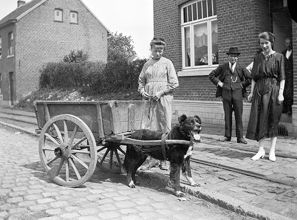 Vintage Photos from the Time When Milk Delivery Was Done by Dog-Drawn Carts