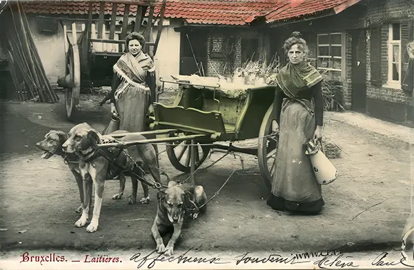 Vintage Photos from the Time When Milk Delivery Was Done by Dog-Drawn Carts