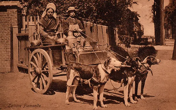 Vintage Photos from the Time When Milk Delivery Was Done by Dog-Drawn Carts