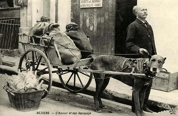 Vintage Photos from the Time When Milk Delivery Was Done by Dog-Drawn Carts