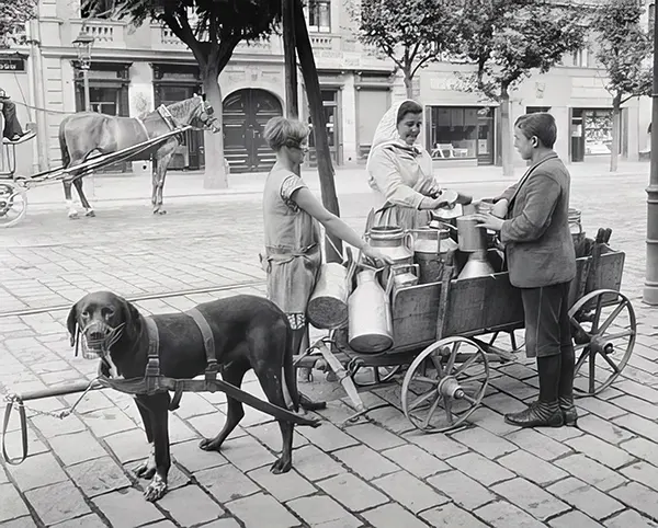 Vintage Photos from the Time When Milk Delivery Was Done by Dog-Drawn Carts