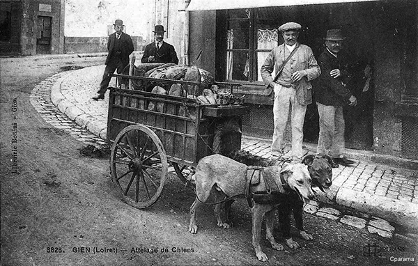Vintage Photos from the Time When Milk Delivery Was Done by Dog-Drawn Carts