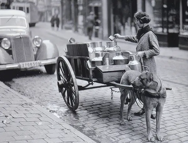 Vintage Photos from the Time When Milk Delivery Was Done by Dog-Drawn Carts