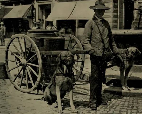 Vintage Photos from the Time When Milk Delivery Was Done by Dog-Drawn Carts