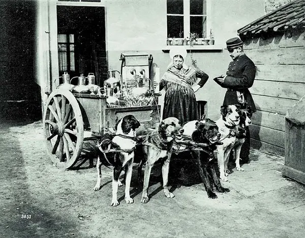 Vintage Photos from the Time When Milk Delivery Was Done by Dog-Drawn Carts