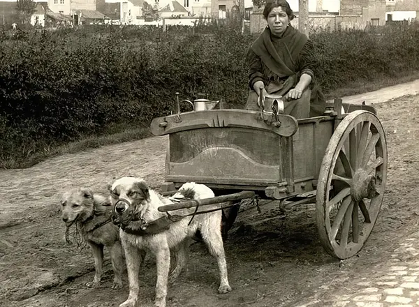 Vintage Photos from the Time When Milk Delivery Was Done by Dog-Drawn Carts