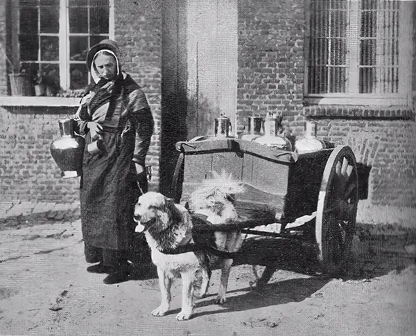 Vintage Photos from the Time When Milk Delivery Was Done by Dog-Drawn Carts