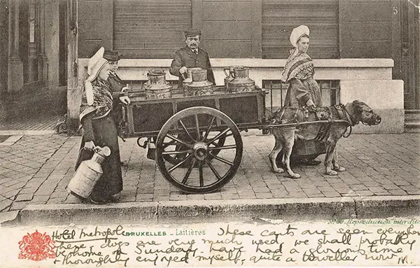 Vintage Photos from the Time When Milk Delivery Was Done by Dog-Drawn Carts