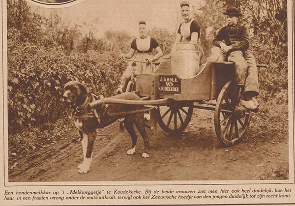 Vintage Photos from the Time When Milk Delivery Was Done by Dog-Drawn Carts