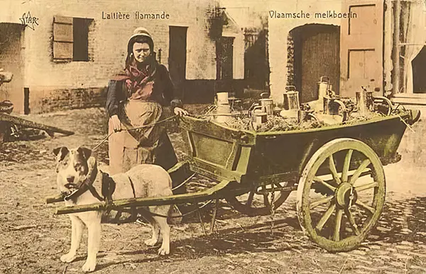 Vintage Photos from the Time When Milk Delivery Was Done by Dog-Drawn Carts