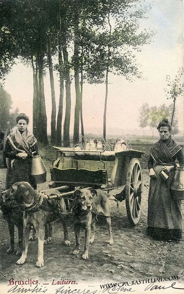 Vintage Photos from the Time When Milk Delivery Was Done by Dog-Drawn Carts