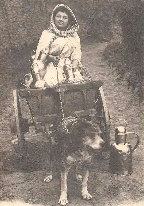 Vintage Photos from the Time When Milk Delivery Was Done by Dog-Drawn Carts