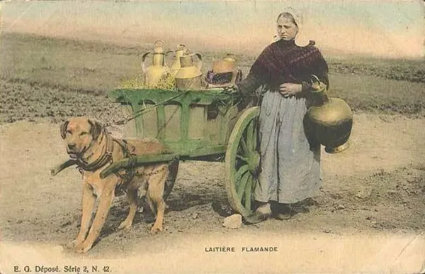 Vintage Photos from the Time When Milk Delivery Was Done by Dog-Drawn Carts