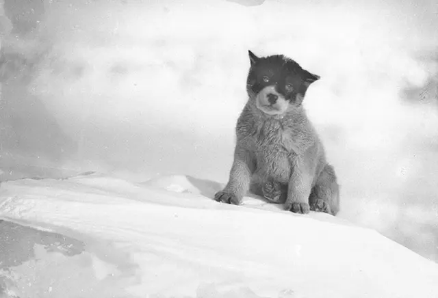 Early Expeditions to Antarctica Old Photos