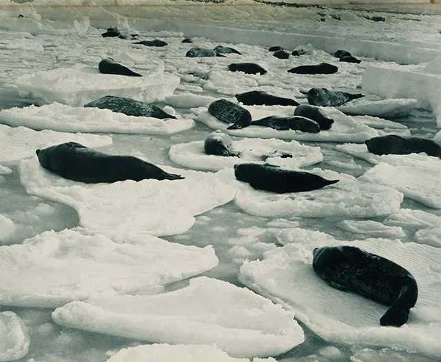 Early Expeditions to Antarctica Old Photos